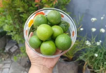 Harga Jeruk Nipis di Kediri Melonjak akibat Kemarau Panjang