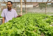 Budidaya Selada Hidroponik, Mantan Guru di Kediri Raup Rp30 Juta per Bulan
