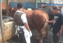 Bulan Bakti Peternakan, Disnak Jombang Intensifkan Penyaluran Vaksinasi PMK