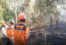 Dampak El Nino, Kemarau Diprediksi Makin Panjang