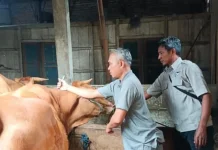 Jombang Percepat Vaksinasi PMK untuk Pertahankan Status Zero Kasus
