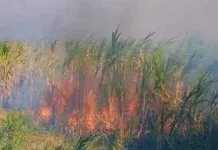 Musim Kemarau, Kejadian Karhutla di Jombang Telah Melanda 20 Kecamatan