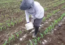 Jamin Kebutuhan Petani, Pengawasan Distribusi Pupuk Bersubsidi Diperkuat