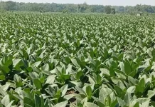 Produksi Menyusut, Petani Tembakau Jombang Hadapi Anomali Musim