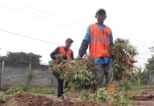 Tingkatkan Ketrampilan, Warga Binaan Lapas Kediri Panen 120 Kg Ubi Cilembu