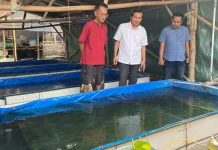 Tekan Kematian Benih, UB Kediri Uji Vaksin Feed-Based Lele Skala Kolam