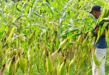 Kekeringan Mengintai, Kabupaten Kediri Jaga Produksi Pangan Tetap Aman