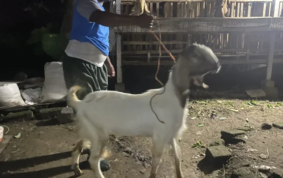 Peternak Kambing Mulai Menyiapkan Hewan Kurban