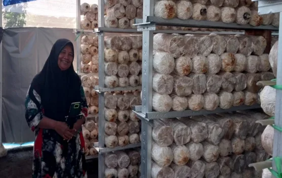 Dari Kediri ke IKN dan Hong Kong, Siti Fatimah Kembangkan Usaha Jamur Crispy