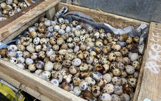 Harga Telur Puyuh Turun di Pasar Pamenang