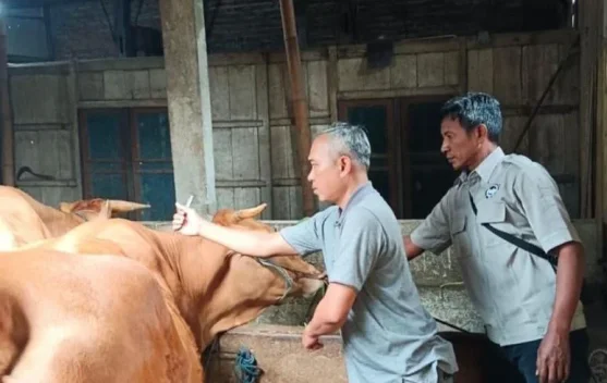 Nol Kasus PMK, Jombang Tetap Intensifkan Vaksinasi