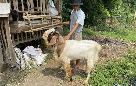 Menjelang Idul Adha Harga Kambing mulai Naik