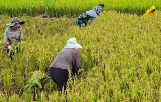 Nilai Tukar Petani Indonesia Capai Rekor 127,73 di Era Presiden Prabowo - RRI.co.id