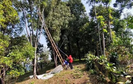 Musim Kemarau Dongkrak Prospek Panen Cengkeh Wonosalam