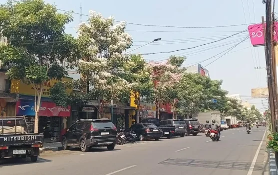 Tabebuya Bermekaran, Wajah Kota Kediri Kian Cantik