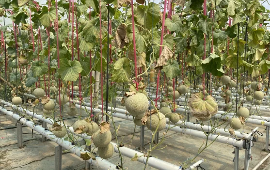 Petani Kediri Pilih Hidroponik Tingkatkan Kualitas Melon Panen