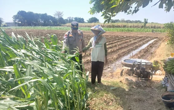 Polisi Tinjau Lahan Jagung, Warga Kediri Apresiasi Dukungan Ketahanan Pangan