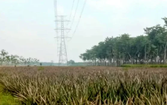Menanti Keadilan dari Hutan, Warga Manggis Berharap Perhutani Turun Tangan