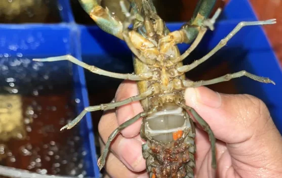 Riset Dosen-Mahasiswa UB PSDKU Kediri Bedah Misteri Gagal Panen Lobster