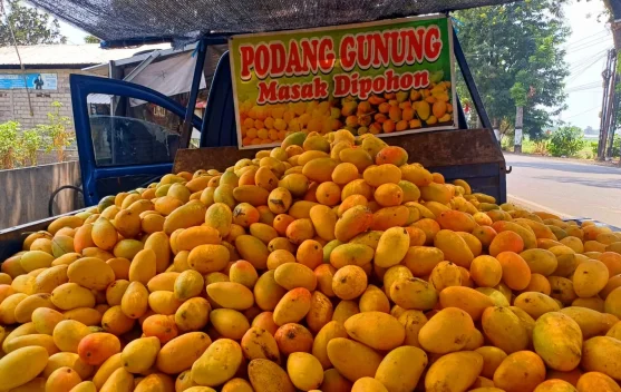 Stok Melimpah, Pedagang Obral Mangga Podang Asli Lereng Wilis Kediri