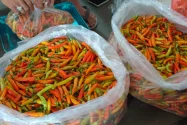 Pasokan Sedikit Berkurang, Cabai Rawit  di Kediri Naik Rp2.000