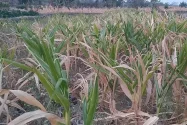 Kemarau Panjang, Petani Jagung di Kediri Terancam Gagal Panen