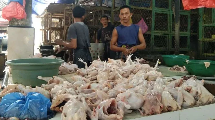 Harga Ayam Potong di Kendari Tembus Rp80.000 per Ekor