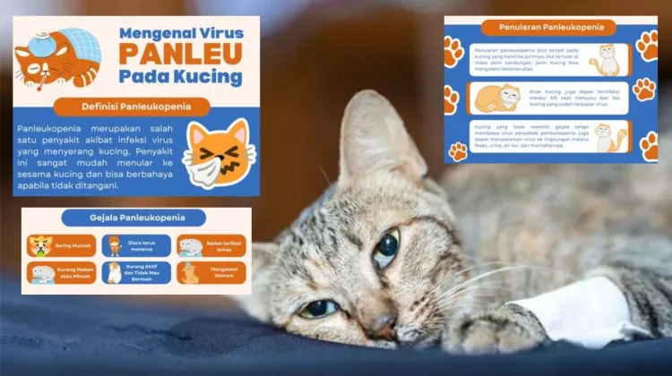 Feline Panleukopenia, Infeksi Mematikan pada Kucing yang Perlu Diwaspadai