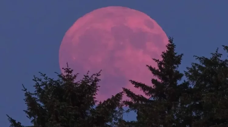 Pink Moon 2026: Fenomena Purnama Cantik di Bulan April
