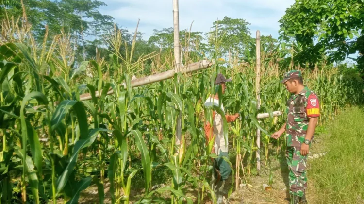 Babinsa Koramil 1417-09/Ranomeeto Pantau Panen Jagung di Kelurahan Konda