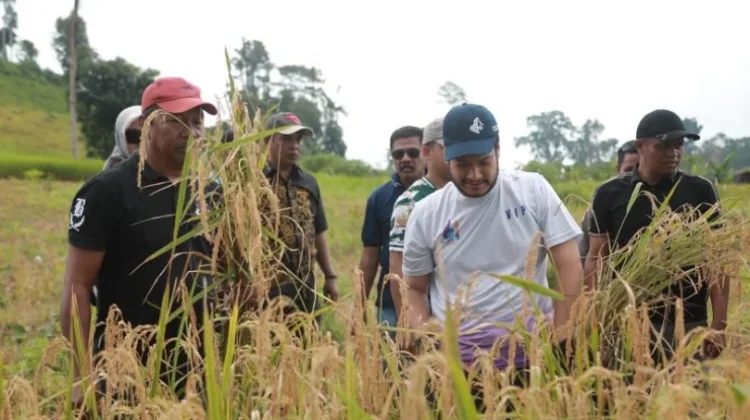 Bupati Buton Panen Padi Gogo, Fokus Perbaikan Jalan Tani