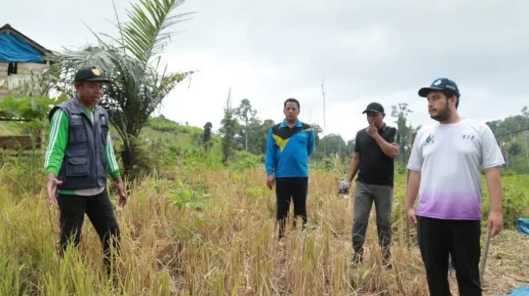 Bupati Buton Tinjau Infrastruktur dan Panen Padi Gogo di Siotapina
