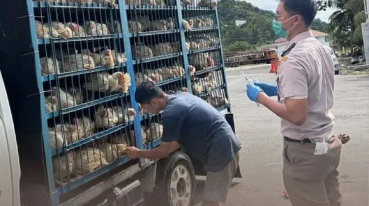 Karantina Sultra, 1.500 Ekor Ayam Asal Sulsel Bebas Masuk