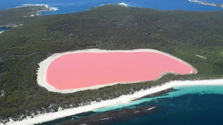 Danau Merah Muda yang Menakjubkan, Fenomena Alam Unik di Australia