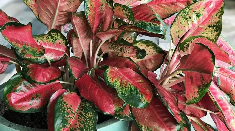 Tanaman Hias Daun Lebar yang Mudah Dirawat