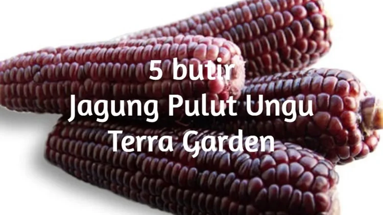 Manfaat Jagung Ungu yang Secantik Warnanya