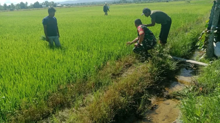 Babinsa Koramil Ranomeeto Pantau Aktivitas Pertanian di Konawe Selatan