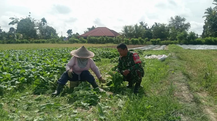Dukung Ketahanan Pangan, Babinsa Koramil Ranomeeto Bantu Petani Panen Sayur