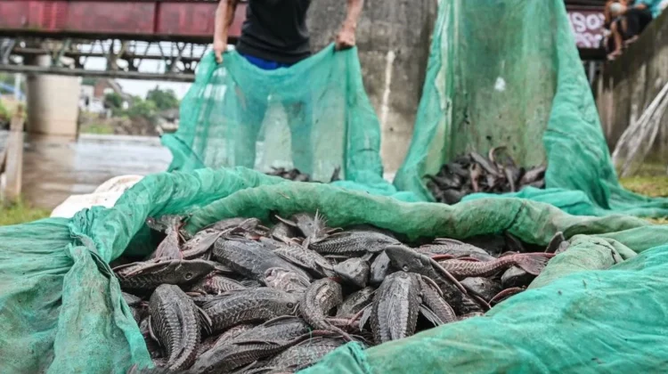 Ikan Sapu-Sapu Bisa Jadi Pelet hingga Pupuk