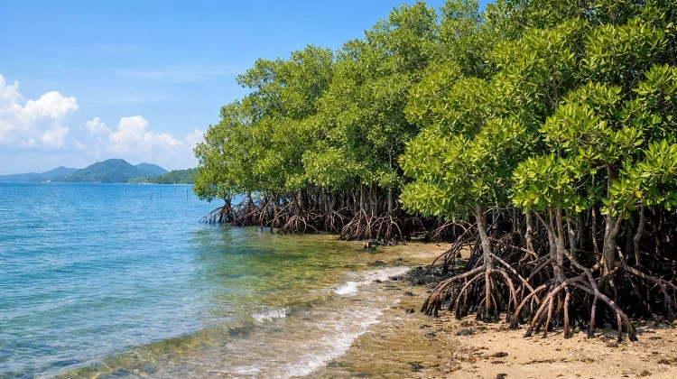 Mangrove sebagai Pelindung Alami Wilayah Pesisir