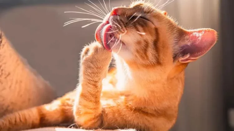 Kenapa Kucing Terus Menjilati Tubuhnya? Ini Penyebabnya