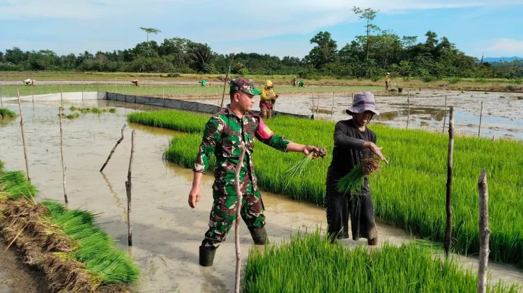 Babinsa Koramil Wawotobi Turun ke Sawah Dampingi Petani Desa Wawohine