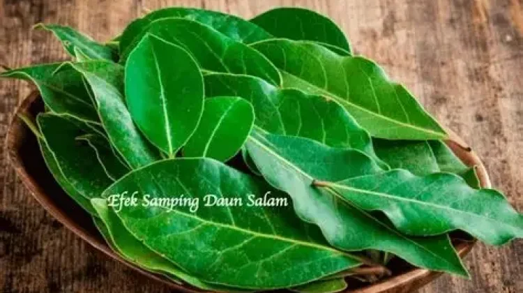 Waspadai Efek Samping Daun Salam Berlimpah