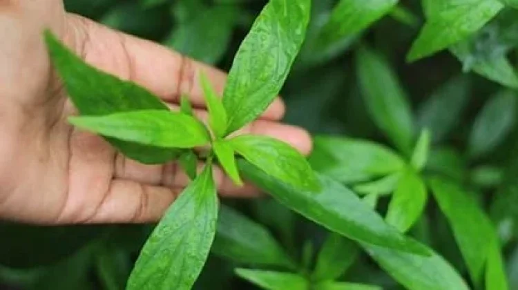 Manfaat Daun Sambiloto untuk Kesehatan