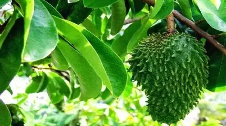 Manfaat Sirsak untuk Kanker
