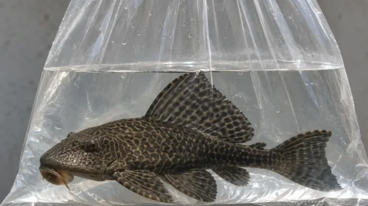 Ledakan Populasi Ikan Sapu-Sapu Ancam Ekosistem Perairan Indonesia
