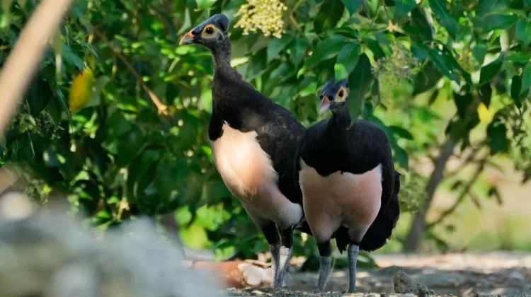 Maleo dan Cara Bertelur yang Tidak Biasa