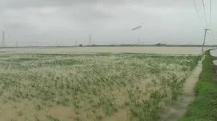 Sawah Rusak Pasca Banjir di Konawe, Kerugian Puluhan Juta Rupiah