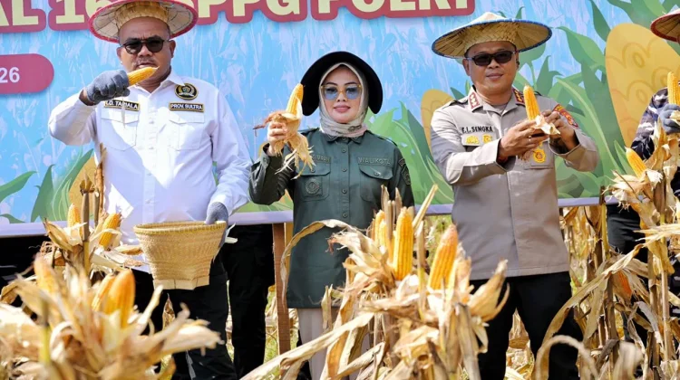Panen Raya Jagung Triwulan II Digelar Serentak di Kota Kendari