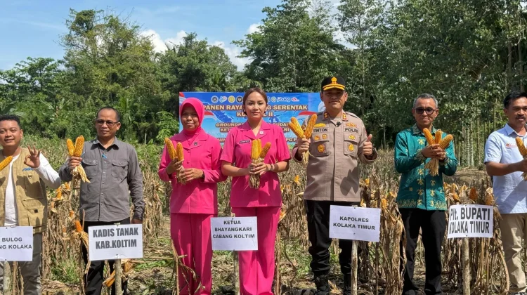 Dukung Pangan Nasional, Polres dan Pemkab Koltim Gelar Panen Raya di Matabondu
